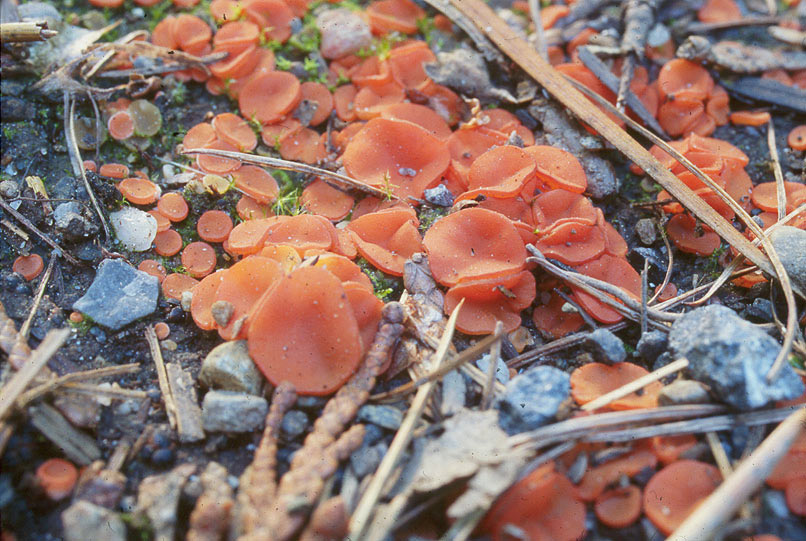 Pulvinula convexella